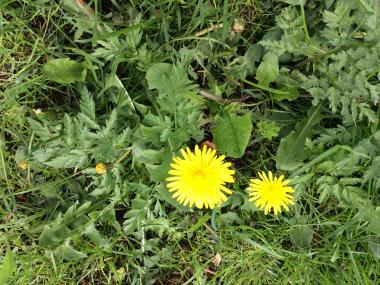 Mælkebøtte i blomst